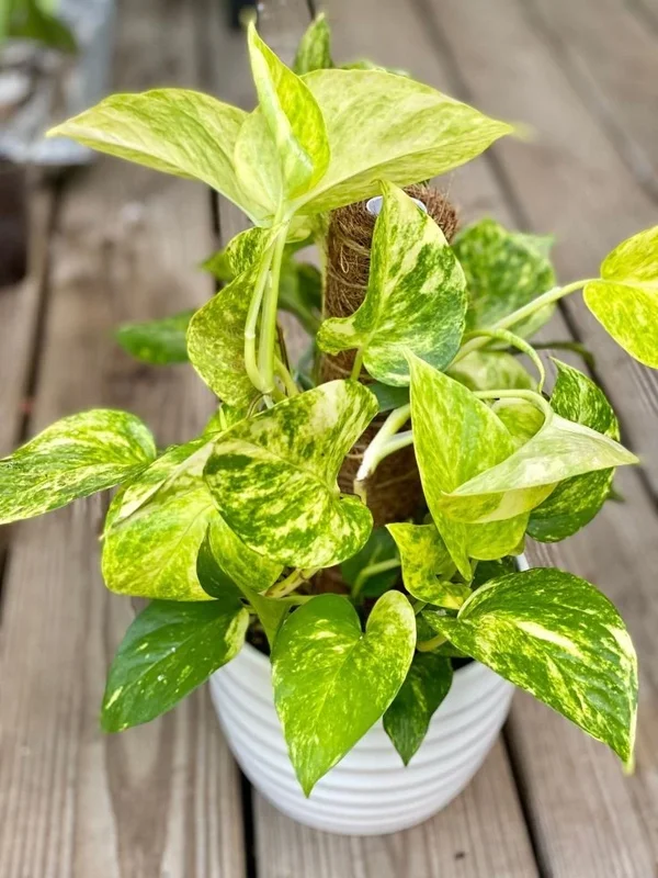 Hawaiian Pothos Live Plant – 6 inch Pot Devil's Ivy Vine – Indoor Houseplant - Image 1