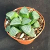 Haworthia Bayeri 'Moon Shadow' Succulent Plant Live - 2 inch Pot Indoor - Image 1