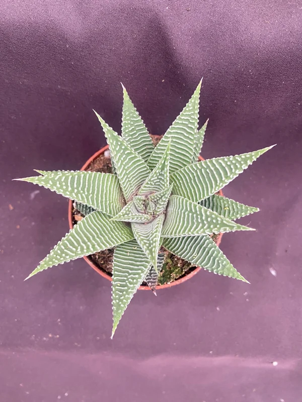 Haworthia 'Miami' Succulent Plant – Fairy Washboard Live Houseplant – 3 inch Pot - Image 2