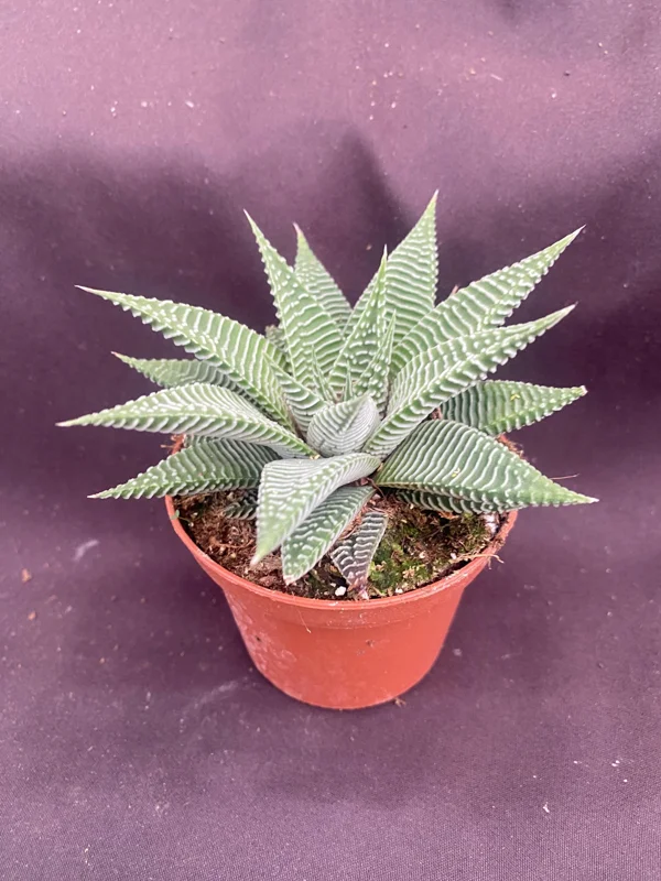 Haworthia 'Miami' Succulent Plant – Fairy Washboard Live Houseplant – 3 inch Pot - Image 1