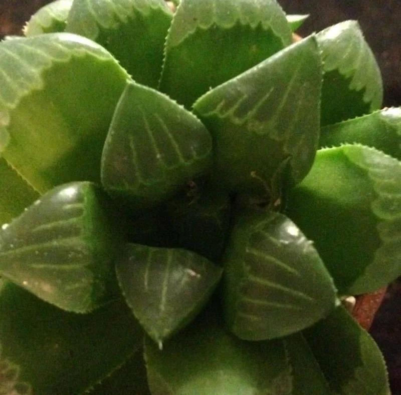 Haworthia Mirabilis Mundula Live Succulent Plant - Rare & Compact Indoor Haworthia Mirabilis Mundula Live Succulent Plant - Rare & Compact Indoor - Image 3