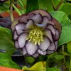 Hellebore Black Tie Affair Live Plant – Perennial Shade Plant – 5.25 inch Pot Hellebore Black Tie Affair Live Plant – Perennial Shade Plant – 5.25 inch Pot - Image 1