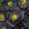 Hellebore 'Dark and Handsome' Live Plant - Perennial Lenten Rose in 5.25" Pot Hellebore 'Dark and Handsome' Live Plant - Perennial Lenten Rose in 5.25" Pot - Image 1