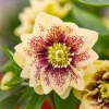 Hellebore Father of the Bride Live Plant – 5.25" Pot – Perennial Shade Plant Hellebore Father of the Bride Live Plant – 5.25" Pot – Perennial Shade Plant - Image 1