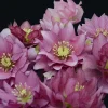 Hellebore Maid of Honor Live Perennial Plant – 5.25" Pot Lenten Rose Outdoor Flower Hellebore Maid of Honor Live Perennial Plant – 5.25" Pot Lenten Rose Outdoor Flower - Image 1