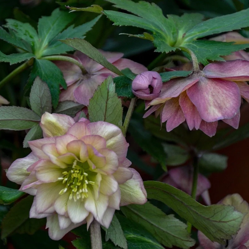 Hellebore 'Mother of the Bride' Live Plant – 5.25" Pot – Perennial Lenten Rose Hellebore 'Mother of the Bride' Live Plant – 5.25" Pot – Perennial Lenten Rose - Image 2