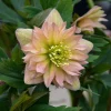 Hellebore 'Mother of the Bride' Live Plant – 5.25" Pot – Perennial Lenten Rose - Image 1