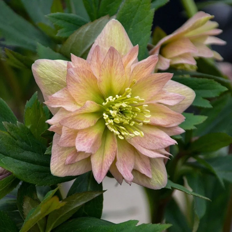 Hellebore 'Mother of the Bride' Live Plant – 5.25" Pot – Perennial Lenten Rose Hellebore 'Mother of the Bride' Live Plant – 5.25" Pot – Perennial Lenten Rose - Image 1