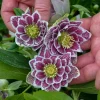 Hellebore Shotgun Wedding Live Plant – 5.25" Pot – Perennial Shade Flower Hellebore Shotgun Wedding Live Plant – 5.25" Pot – Perennial Shade Flower - Image 1