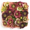 Hellebore Sunshine Selections Live Plant – 5.25" Pot – Well Rooted Perennial Shade Plant - Image 1