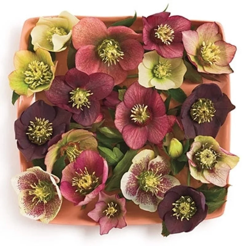 Hellebore Sunshine Selections Live Plant – 5.25" Pot – Well Rooted Perennial Shade Plant Hellebore Sunshine Selections Live Plant – 5.25" Pot – Well Rooted Perennial Shade Plant - Image 1