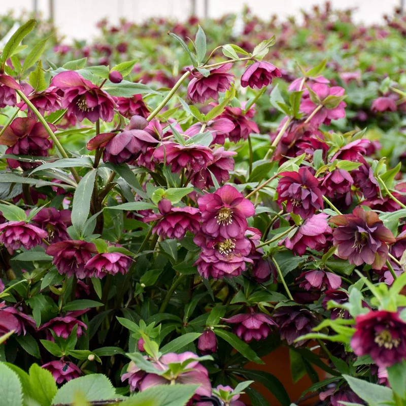 Hellebore True Love Live Plant – 5.25 Inch Pot – Well-Rooted Perennial Shade Plant Hellebore True Love Live Plant – 5.25 Inch Pot – Well-Rooted Perennial Shade Plant - Image 2