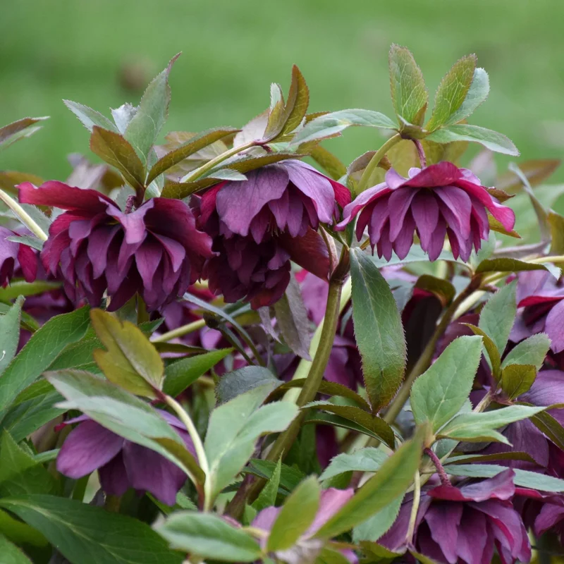 Hellebore True Love Live Plant – 5.25 Inch Pot – Well-Rooted Perennial Shade Plant Hellebore True Love Live Plant – 5.25 Inch Pot – Well-Rooted Perennial Shade Plant - Image 3