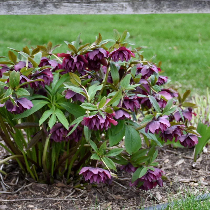Hellebore True Love Live Plant – 5.25 Inch Pot – Well-Rooted Perennial Shade Plant Hellebore True Love Live Plant – 5.25 Inch Pot – Well-Rooted Perennial Shade Plant - Image 4