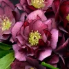Hellebore True Love Live Plant – 5.25 Inch Pot – Well-Rooted Perennial Shade Plant - Image 1