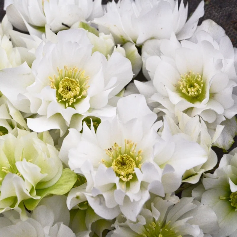 Hellebore Wedding Bells Perennial Plant - Live Lenten Rose - 5.25 inch Pot Hellebore Wedding Bells Perennial Plant - Live Lenten Rose - 5.25 inch Pot - Image 1