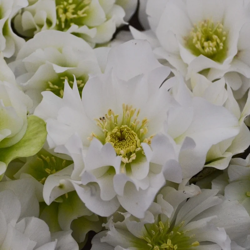 Hellebore Wedding Bells Perennial Plant - Live Lenten Rose - 5.25 inch Pot Hellebore Wedding Bells Perennial Plant - Live Lenten Rose - 5.25 inch Pot - Image 2