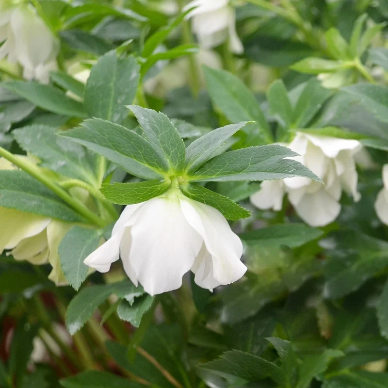 Hellebore Wedding Bells Perennial Plant - Live Lenten Rose - 5.25 inch Pot Hellebore Wedding Bells Perennial Plant - Live Lenten Rose - 5.25 inch Pot - Image 3