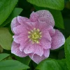 Hellebore Wedding Crasher Live Plant – 5.25" Pot – Well Rooted Perennial Shade Plant - Image 1