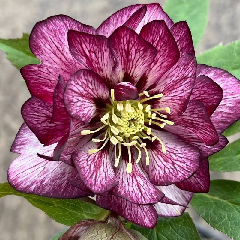 Hellebore Whirlwind Romance Live Perennial Plant – 5.25" Pot Lenten Rose Outdoor Hellebore Whirlwind Romance Live Perennial Plant – 5.25" Pot Lenten Rose Outdoor - Image 1