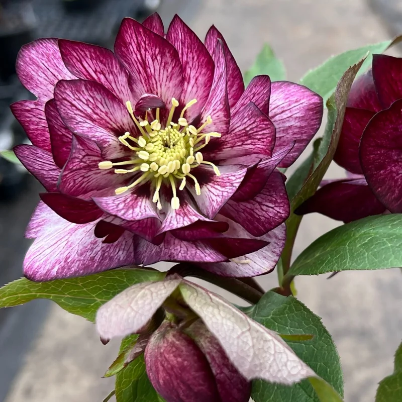 Hellebore Whirlwind Romance Live Perennial Plant – 5.25" Pot Lenten Rose Outdoor Hellebore Whirlwind Romance Live Perennial Plant – 5.25" Pot Lenten Rose Outdoor - Image 2