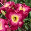 Hemerocallis 'Blood, Sweat & Tears' Daylily Live Plant – Perennial Outdoor Flower - Image 1