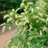 Henry's Garnet Virginia Sweetspire Live Plant – Red Fall Foliage – Outdoor Shrub - Image 1