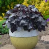 Heuchera 'Black Pearl' Coral Bells Live Plant - Dark Foliage Perennial Heuchera 'Black Pearl' Coral Bells Live Plant - Dark Foliage Perennial - Image 1
