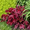 Heuchera Cherry Truffles Coral Bells – Perennial Live Plant – Outdoor Garden - Image 1