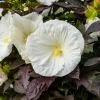 Hibiscus Cookies and Cream Live Plant – 5.25" Pot – Well Rooted Perennial - Image 1