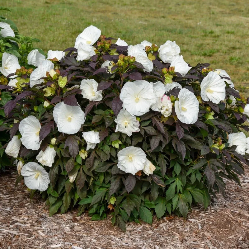 Hibiscus Cookies and Cream Live Plant – 5.25" Pot – Well Rooted Perennial Hibiscus Cookies and Cream Live Plant – 5.25" Pot – Well Rooted Perennial - Image 2