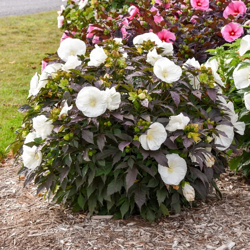 Hibiscus Cookies and Cream Live Plant – 5.25" Pot – Well Rooted Perennial Hibiscus Cookies and Cream Live Plant – 5.25" Pot – Well Rooted Perennial - Image 3