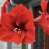 Hippeastrum Striatum Red Amaryllis Lily - 1 Jumbo Flower Plant Bulb - Image 1