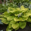 Hosta Age of Gold Live Plant – 5.25" Pot Perennial Shade Corrugated Foliage Hosta Age of Gold Live Plant – 5.25" Pot Perennial Shade Corrugated Foliage - Image 1
