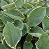 Hosta 'And You and I' Live Plant – 5.25" Pot – Well-Rooted Perennial Shade Plant - Image 1