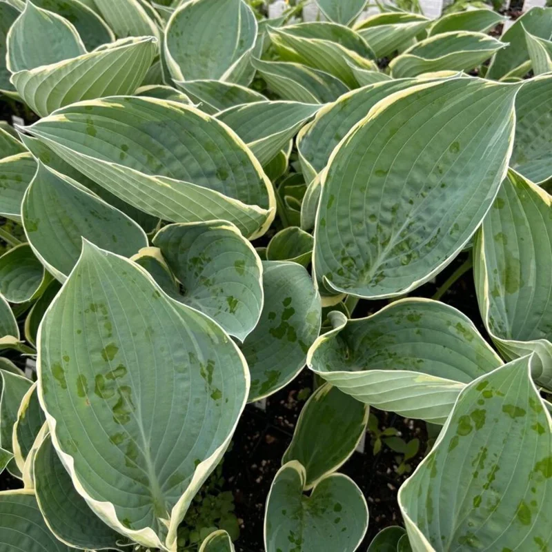 Hosta 'And You and I' Live Plant – 5.25" Pot – Well-Rooted Perennial Shade Plant Hosta 'And You and I' Live Plant – 5.25" Pot – Well-Rooted Perennial Shade Plant - Image 1