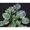 Hosta Anglo Saxon Live Plant – 5.25 inch Pot – Well Rooted Perennial – Outdoor Shade Plant Hosta Anglo Saxon Live Plant – 5.25 inch Pot – Well Rooted Perennial – Outdoor Shade Plant - Image 1