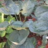 Hosta Around and Around Live Plant, 5.25" Pot, Perennial Shade Hosta Around and Around Live Plant, 5.25" Pot, Perennial Shade - Image 1