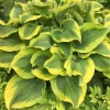 Hosta Atlantis Live Plant – Perennial Shade Plant – 5.25 inch Pot - Image 1