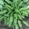 Hosta Atomic Elvis Live Plant – 5.25" Pot Perennial Shade Plant Outdoor - Image 1