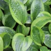Hosta Avocado Toast Live Plant – 5.25" Pot – Well Rooted Perennial Shade Plant - Image 1