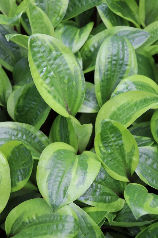 Hosta Avocado Toast Live Plant – 5.25" Pot – Well Rooted Perennial Shade Plant Hosta Avocado Toast Live Plant – 5.25" Pot – Well Rooted Perennial Shade Plant - Image 1