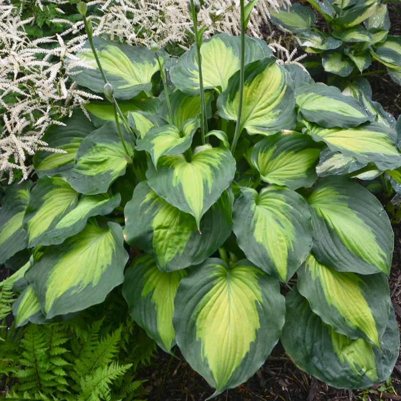 Hosta 'Beyond Glory' Live Plant – 5.25" Pot, Perennial, Shade, Colorful Foliage - Image 1