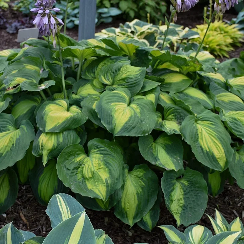 Hosta 'Beyond Glory' Live Plant – 5.25" Pot, Perennial, Shade, Colorful Foliage - Image 2