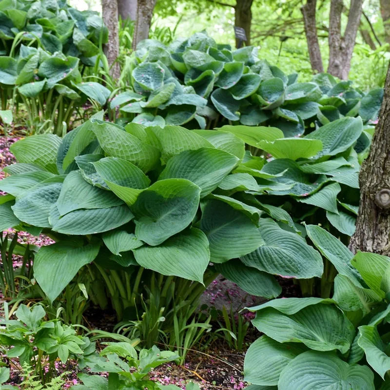 Hosta 'Big Daddy' Live Plant – 5.25" Pot Perennial Shade Plant Hosta 'Big Daddy' Live Plant – 5.25" Pot Perennial Shade Plant - Image 2