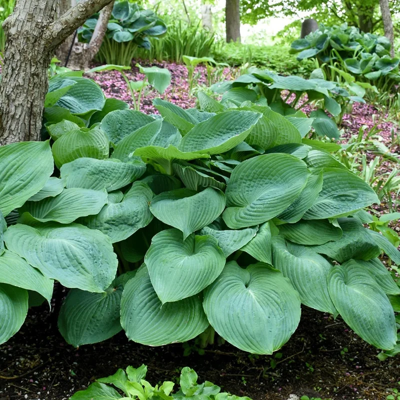 Hosta 'Big Daddy' Live Plant – 5.25" Pot Perennial Shade Plant Hosta 'Big Daddy' Live Plant – 5.25" Pot Perennial Shade Plant - Image 3