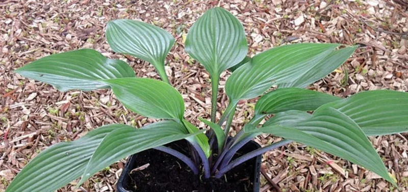 Hosta Black Light Live Plant – 5.25" Pot – Shade Perennial Hosta Black Light Live Plant – 5.25" Pot – Shade Perennial - Image 1