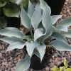 Hosta Bluebird of Happiness Live Plant – 5.25 Inch Pot – Perennial Shade - Image 1