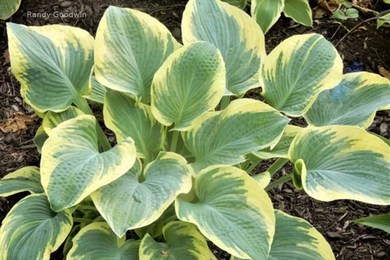 Hosta Breakwater Live Plant – 5.25 inch Pot – Well Rooted Perennial Shade Hosta Breakwater Live Plant – 5.25 inch Pot – Well Rooted Perennial Shade - Image 2