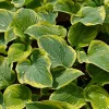 Hosta Breakwater Live Plant – 5.25 inch Pot – Well Rooted Perennial Shade - Image 1